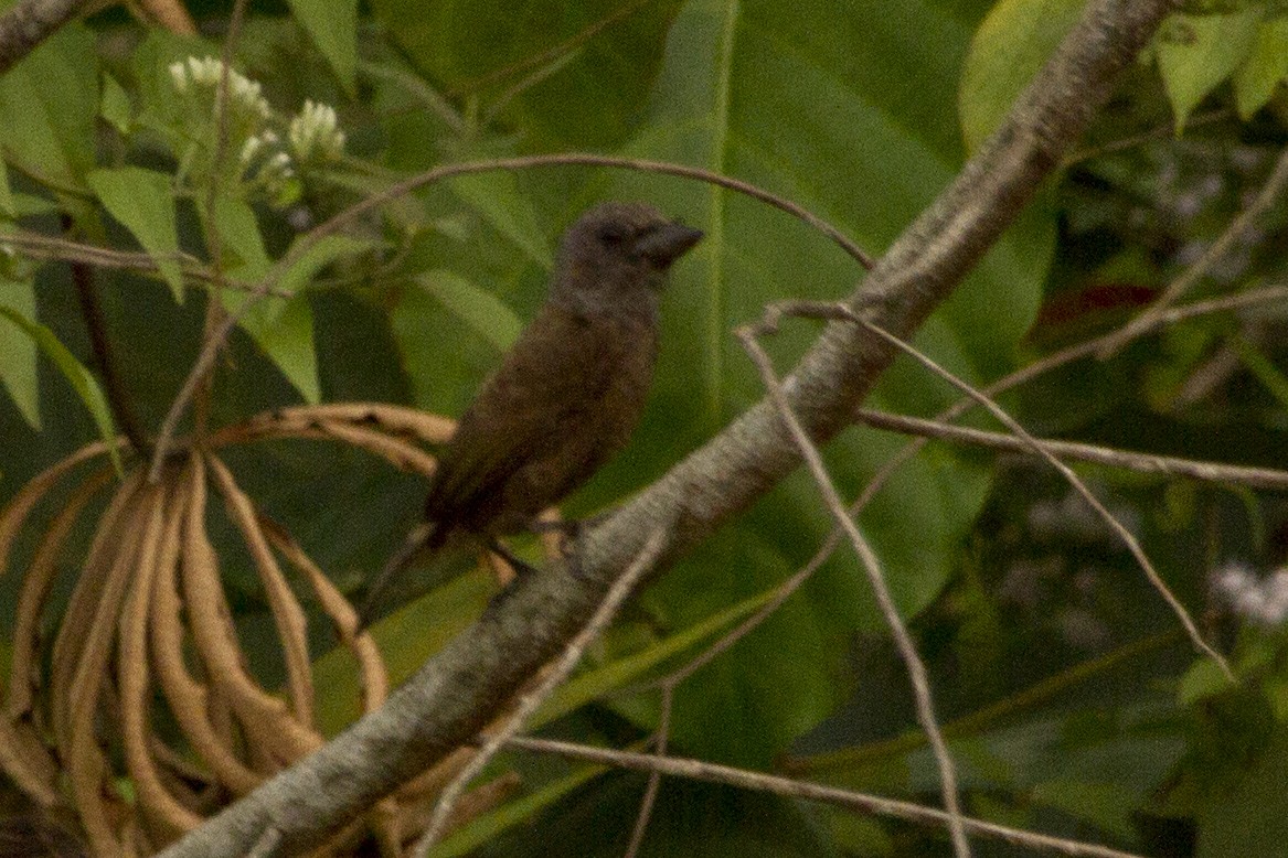 Gray-throated Barbet - ML87657061