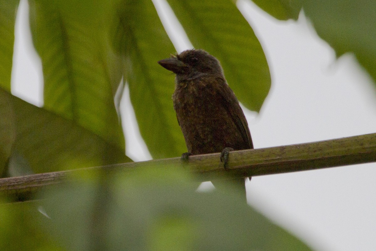 Gray-throated Barbet - ML87657091