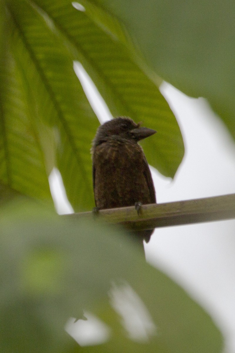 Gray-throated Barbet - ML87657101