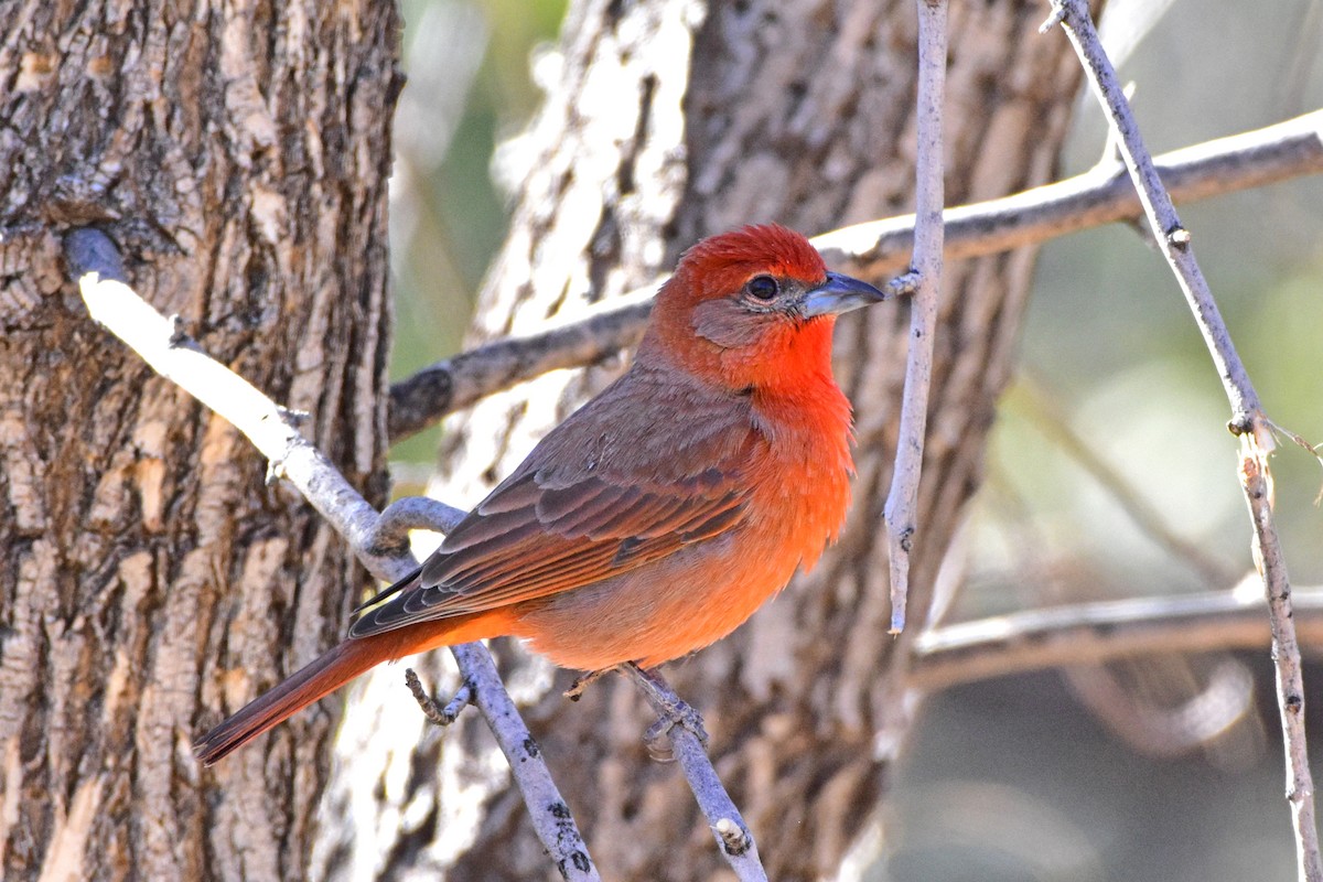 Hepatic Tanager - Nate Gowan