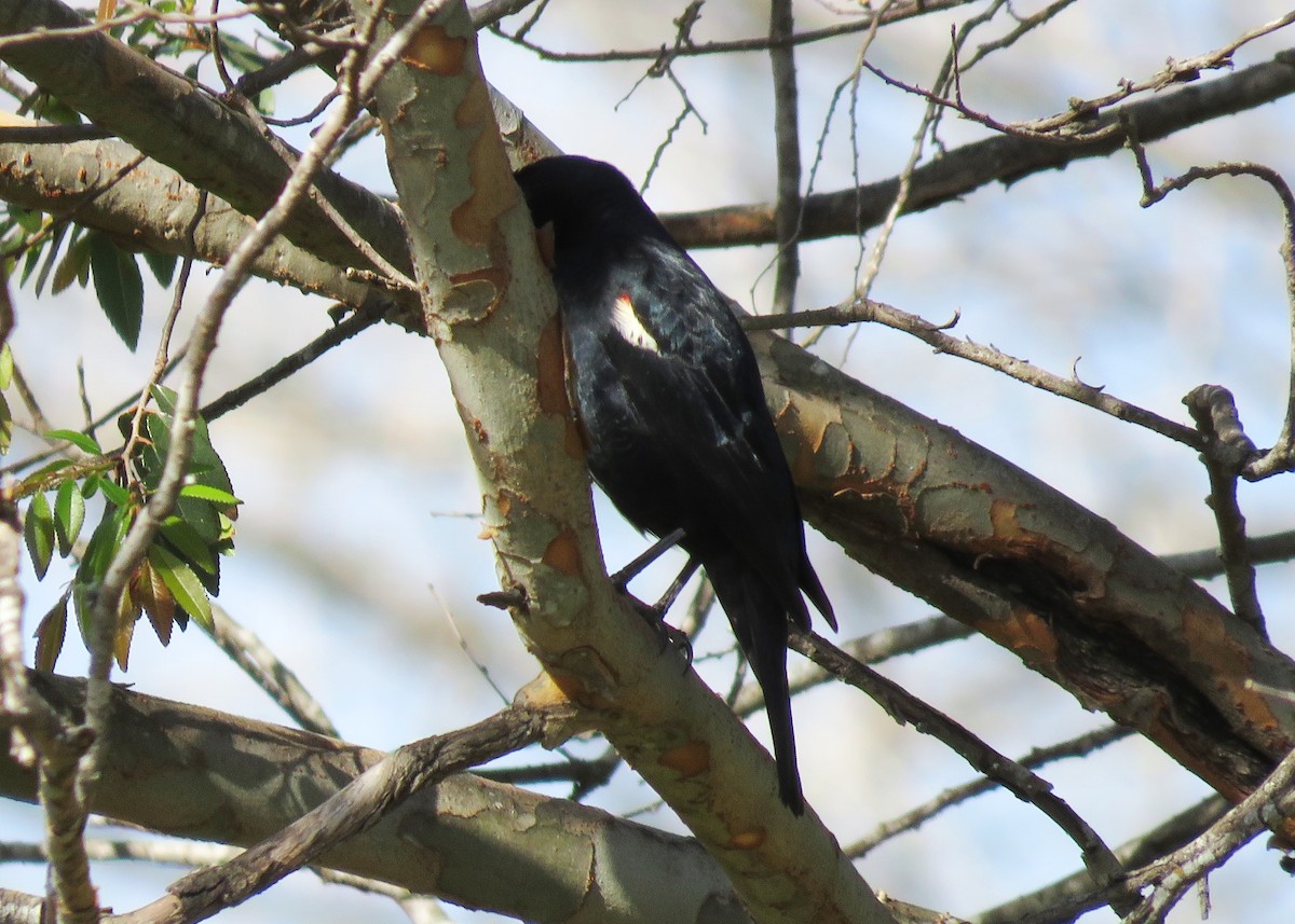 Tricolored Blackbird - ML87658161