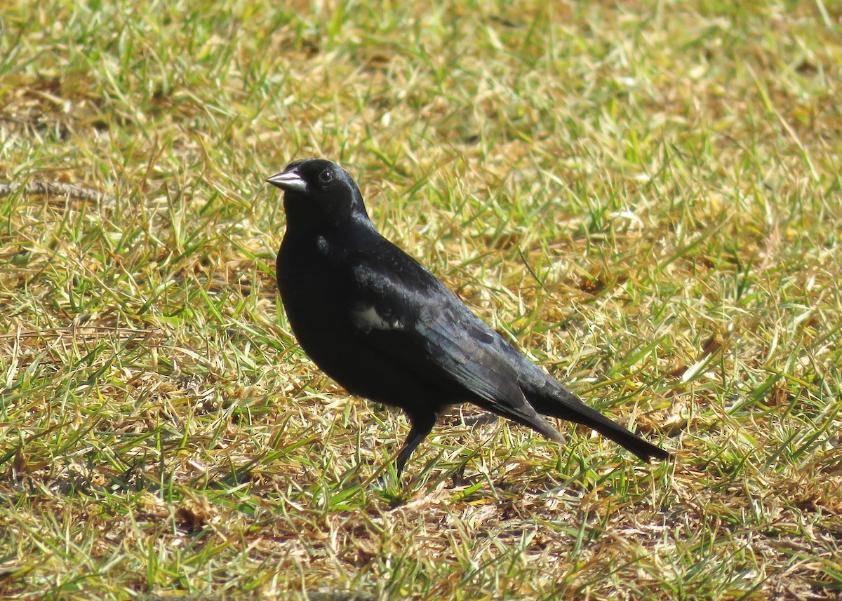 Tricolored Blackbird - ML87658171