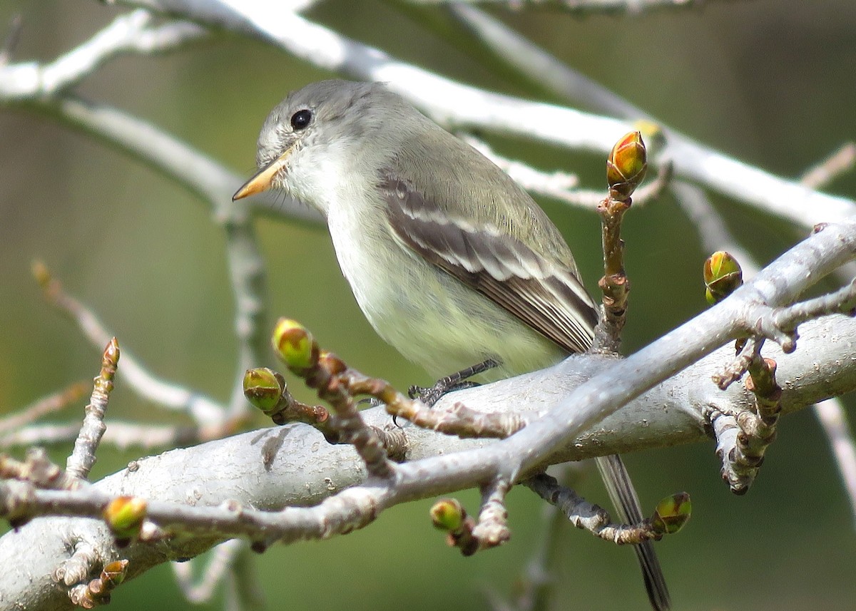 Gray Flycatcher - ML87659301