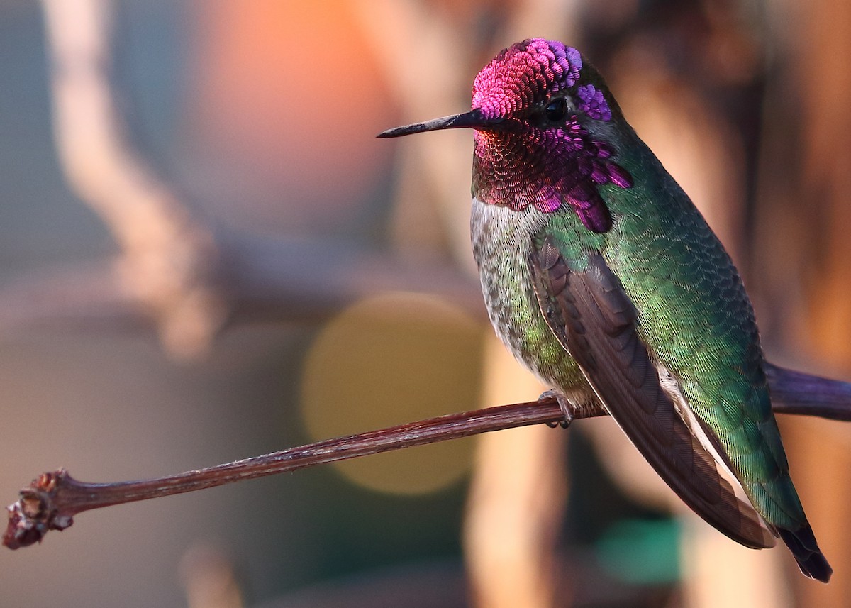 Anna's Hummingbird - ML87659461