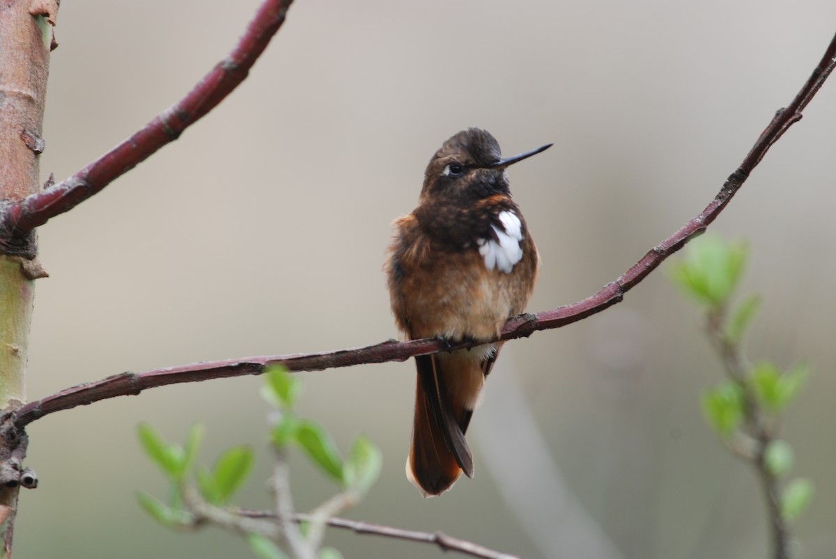 White-tufted Sunbeam - ML87660231