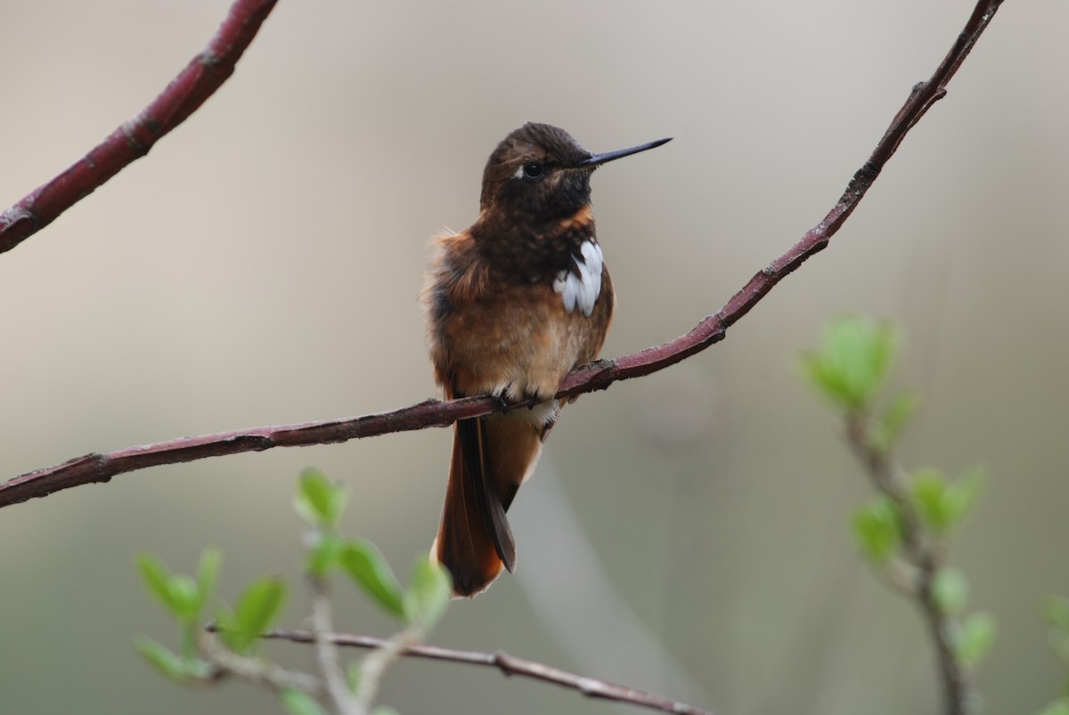 White-tufted Sunbeam - ML87660301