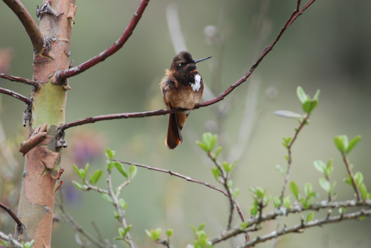 Colibrí Condecorado - ML87660321