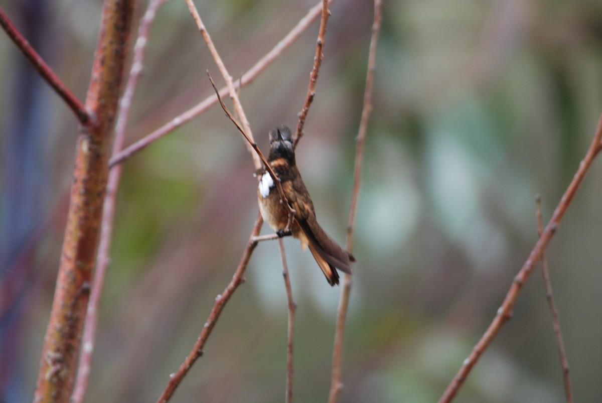 White-tufted Sunbeam - ML87660381