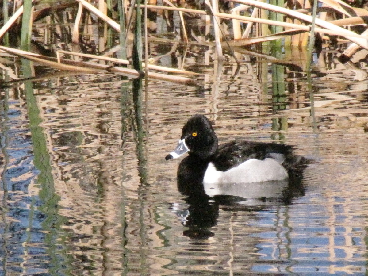 Ring-necked Duck - David Wood