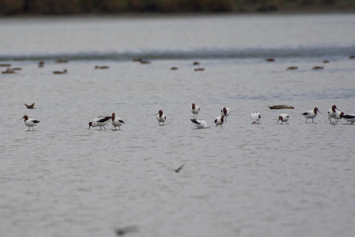 Red-necked Avocet - Me Me
