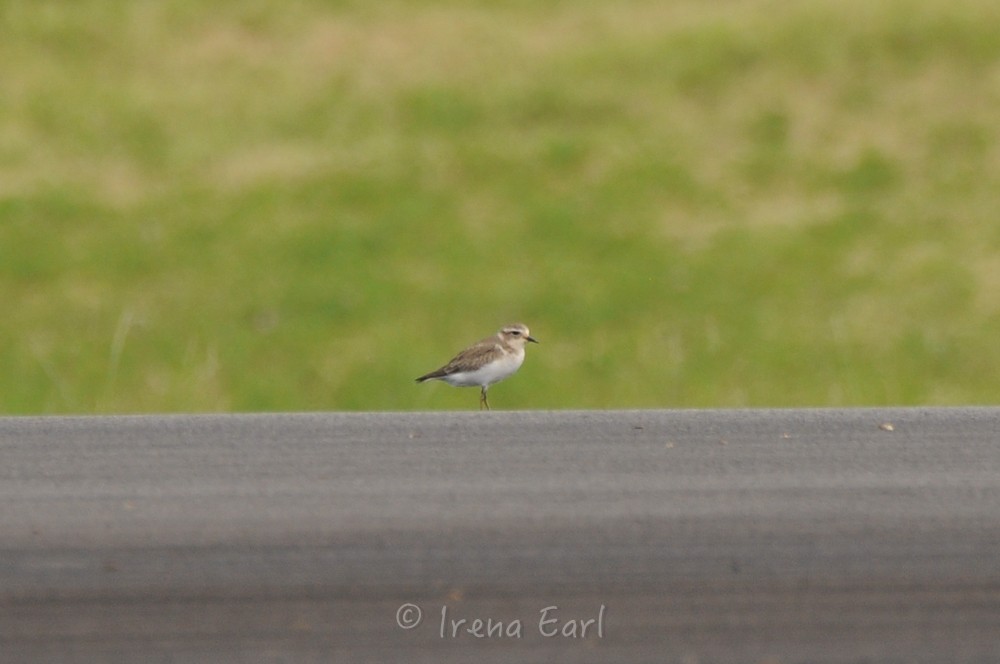 Double-banded Plover - Hedley & Irena Earl