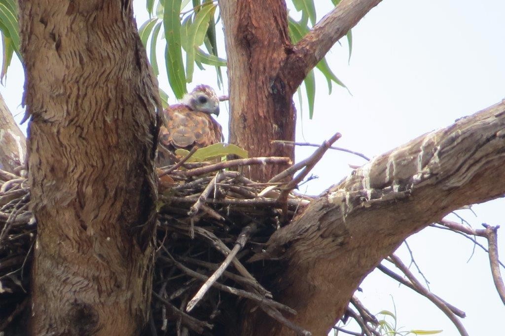 Red Goshawk - ML87663611