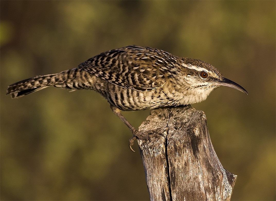 Yucatan Wren - Brad Singer