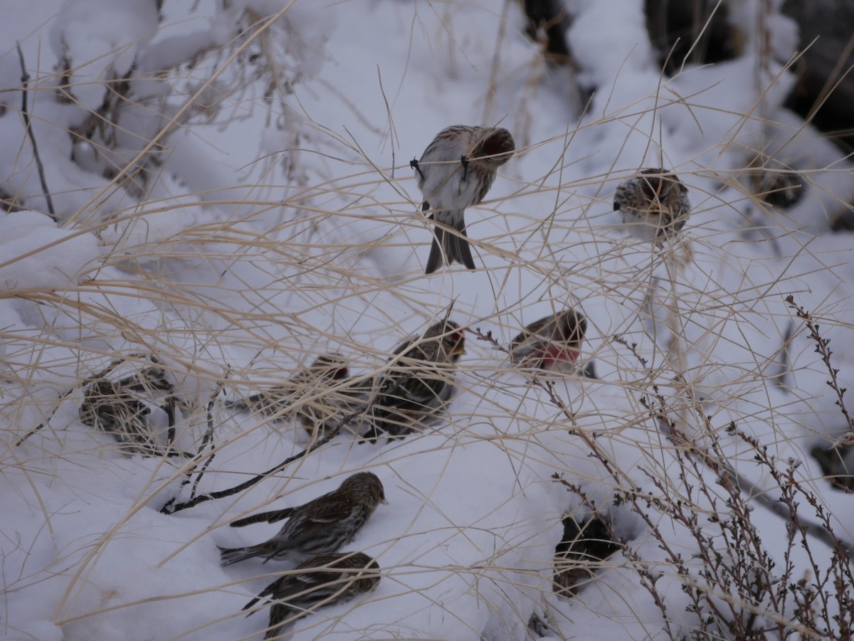 Common Redpoll - ML87663761