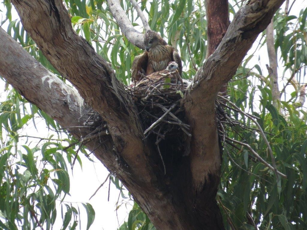 Red Goshawk - ML87663831