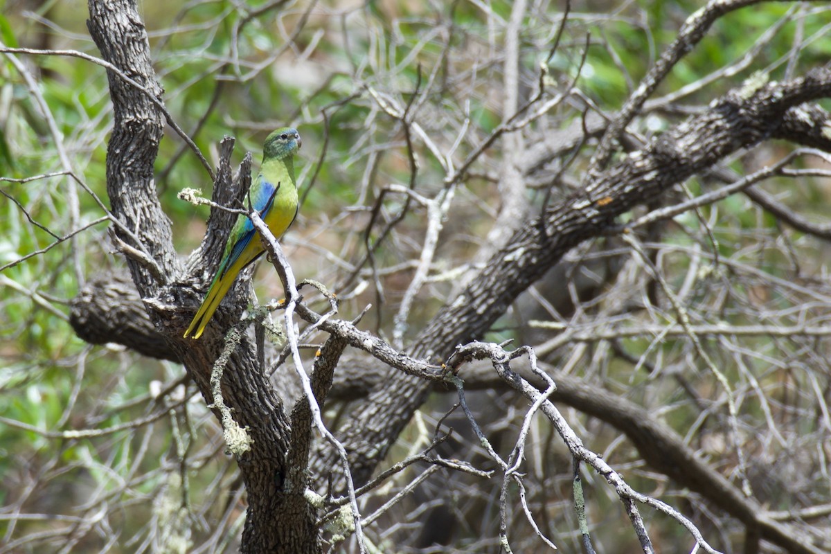 Turquoise Parrot - ML87665331