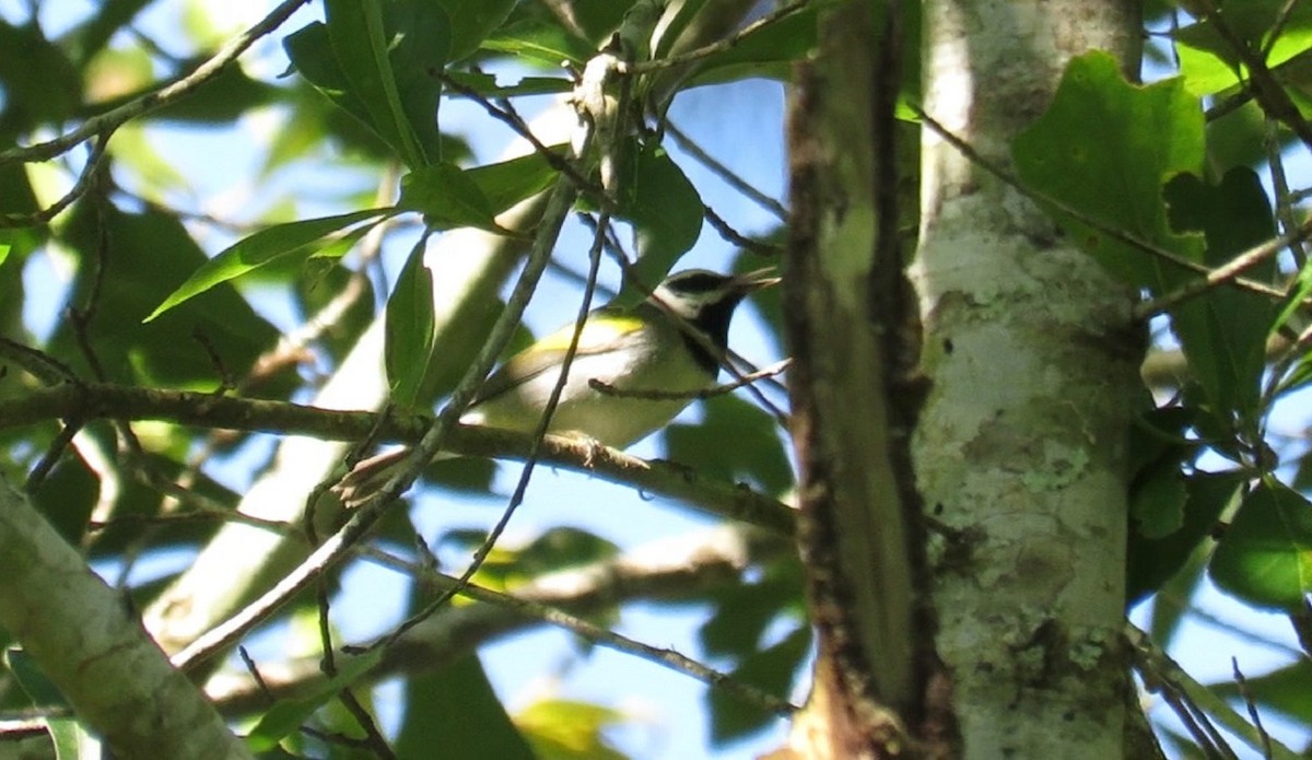 Paruline à ailes dorées - ML87665401