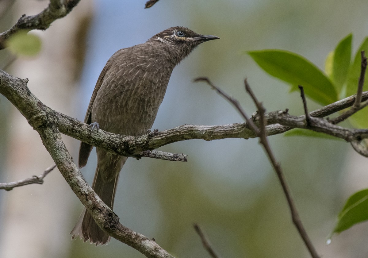 Eungella Honeyeater - Barry Deacon