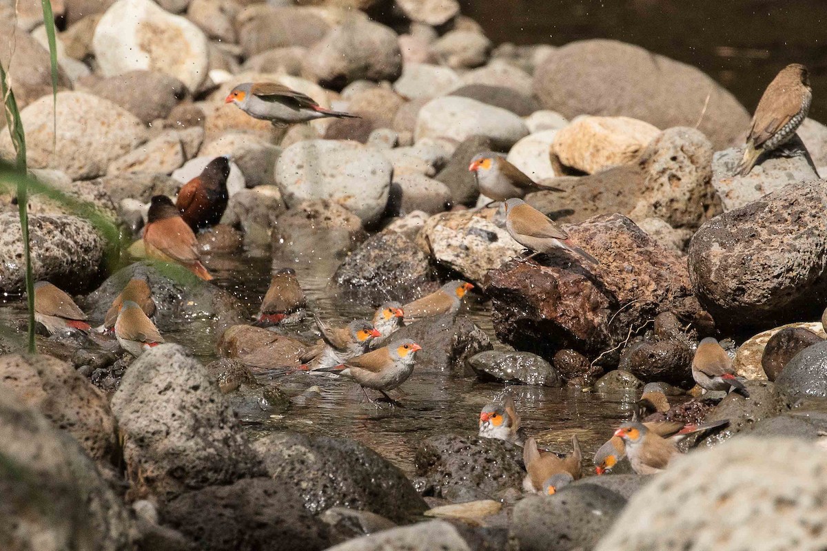 Orange-cheeked Waxbill - Eric VanderWerf