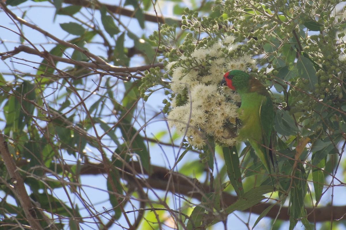 Little Lorikeet - ML87666901
