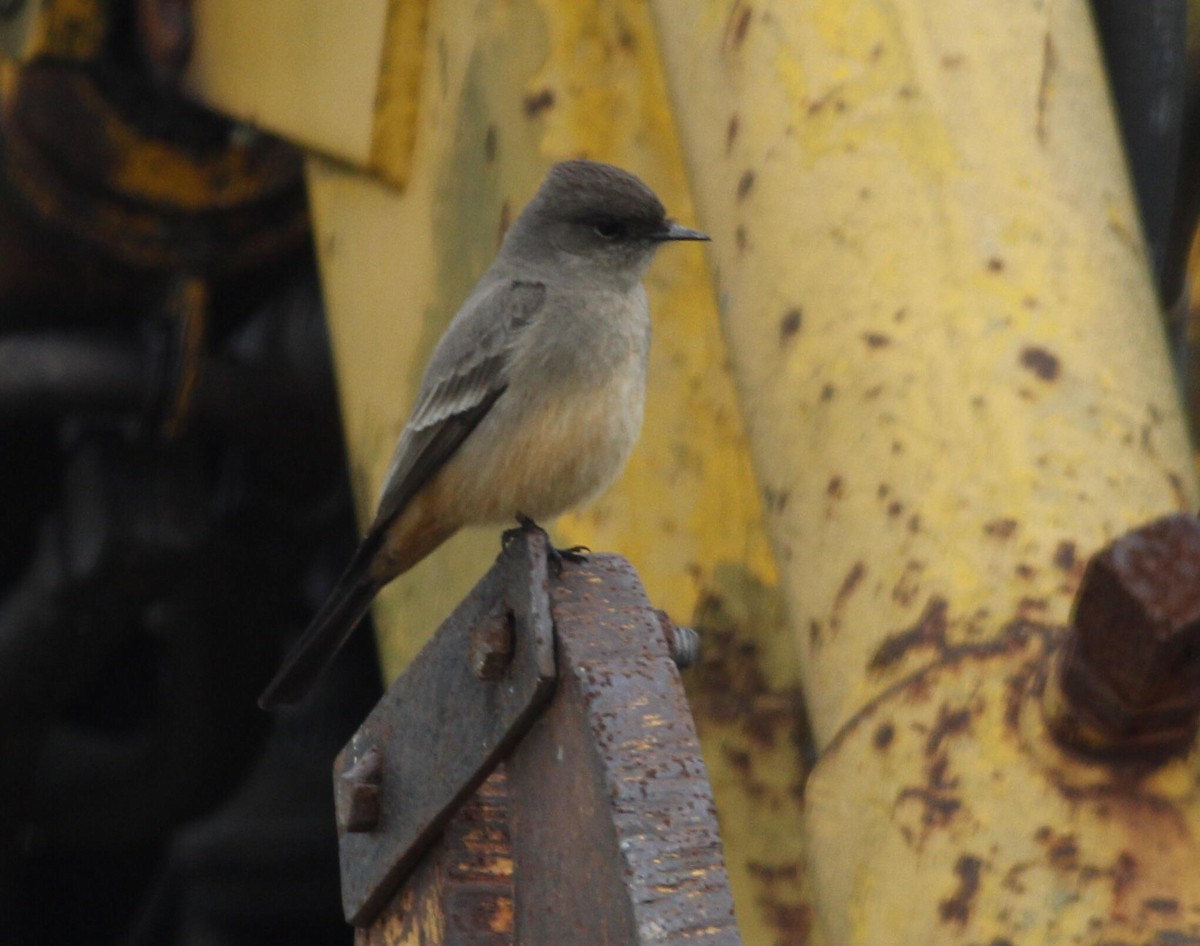 Say's Phoebe - ML87668121