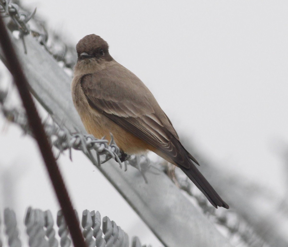 Say's Phoebe - ML87668131