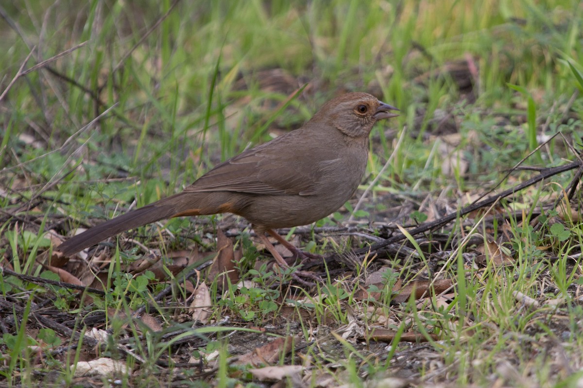 California Towhee - Lindy Fung