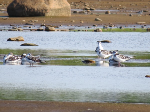 Little Gull - ML87668881