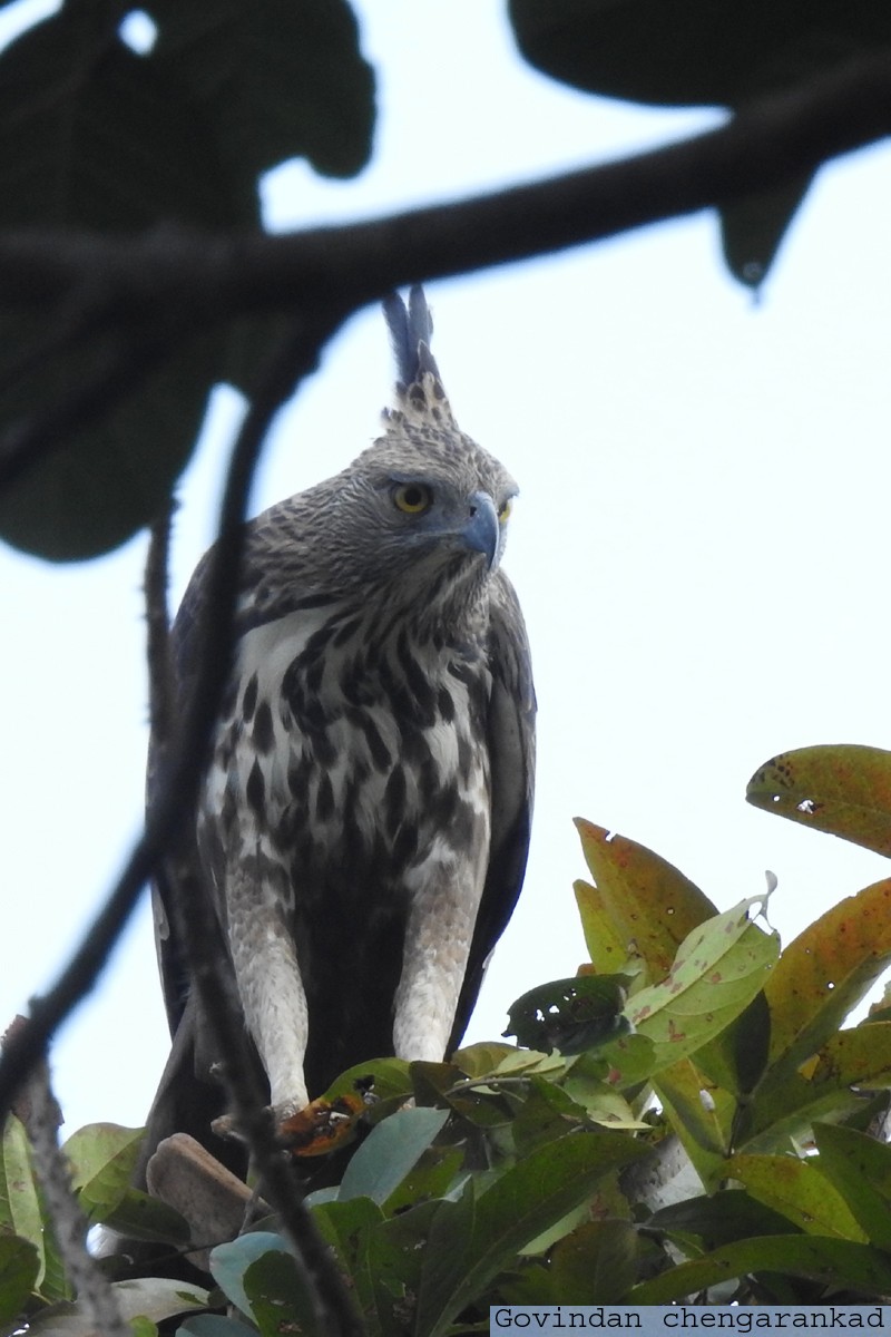 Changeable Hawk-Eagle (Crested) - ML87670211