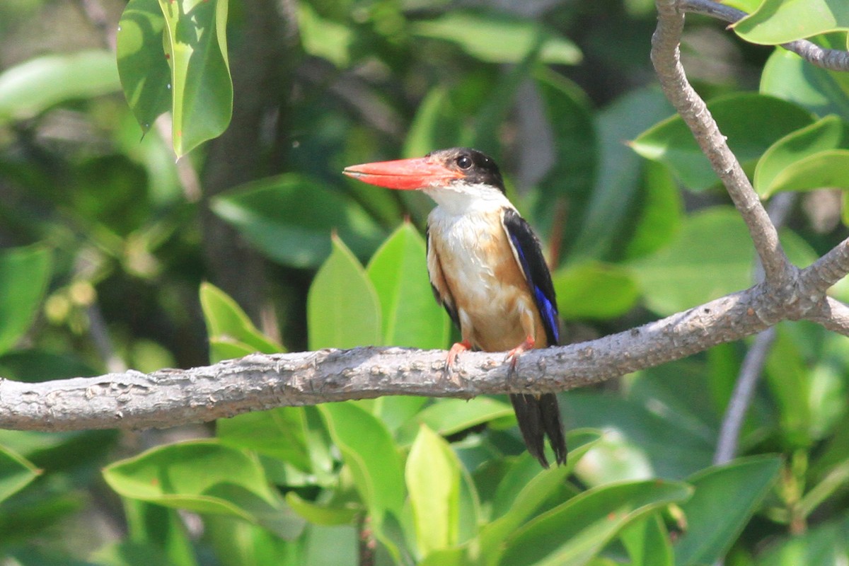 Black-capped Kingfisher - Michael McCloy