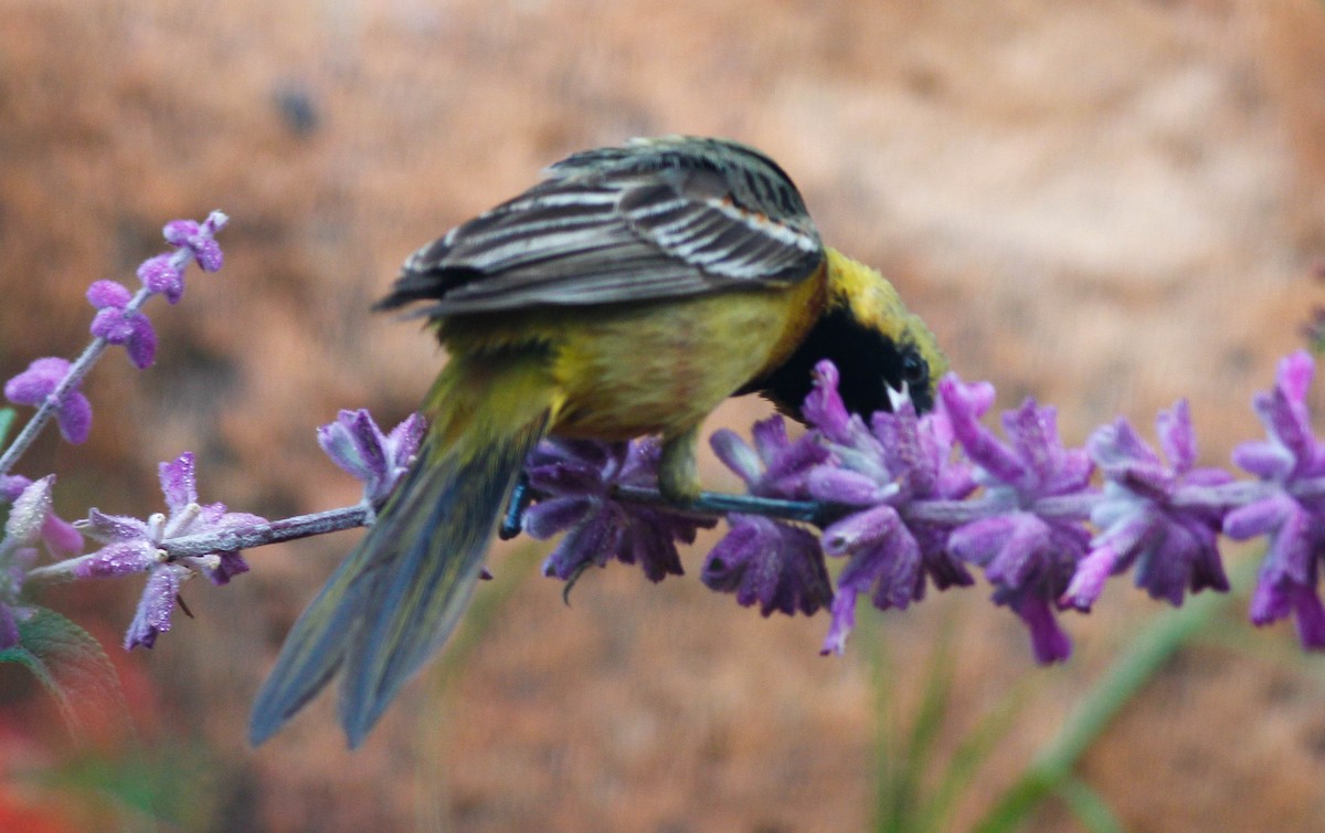 Orchard Oriole - ML87670901