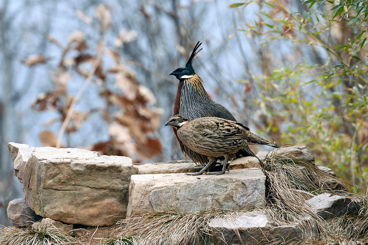 Koklass Pheasant - ML87671181