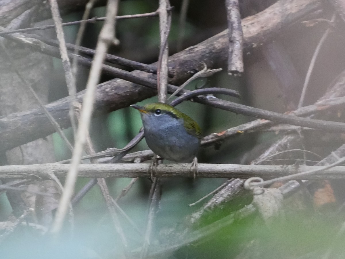 Gray-bellied Tesia - ML87671841