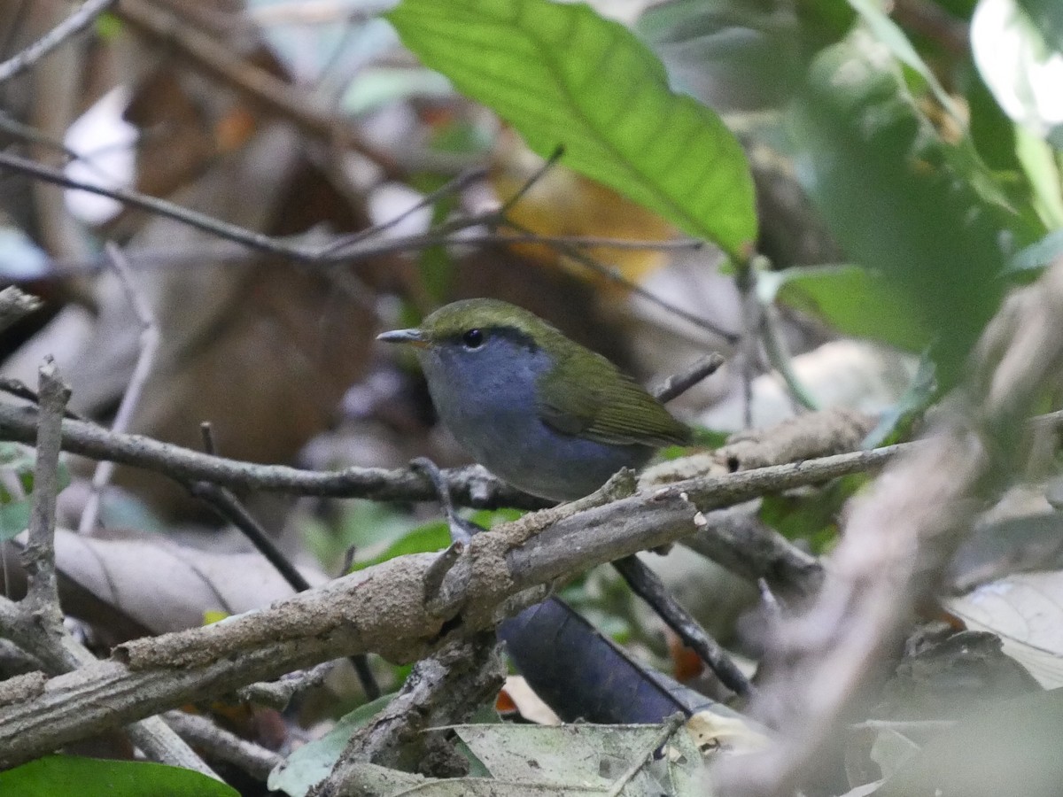 Gray-bellied Tesia - ML87671851