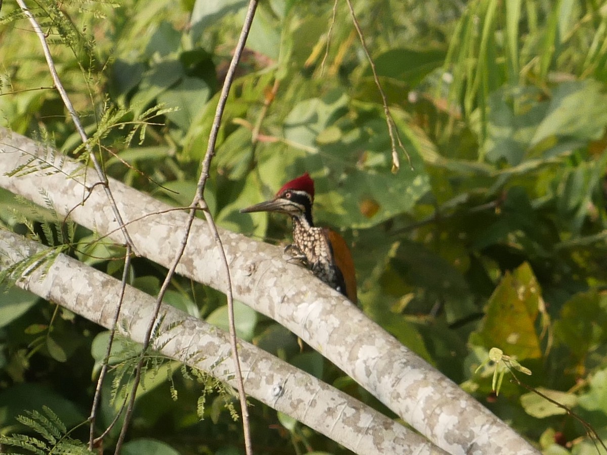Greater Flameback - ML87671881
