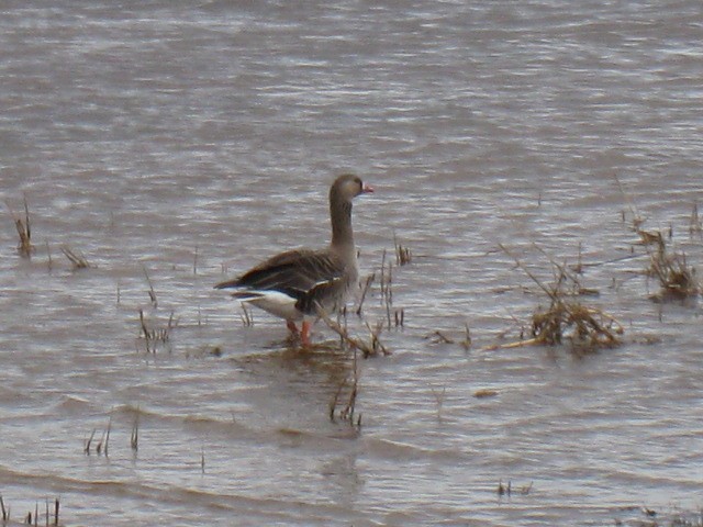 Greater White-fronted Goose - ML87674231