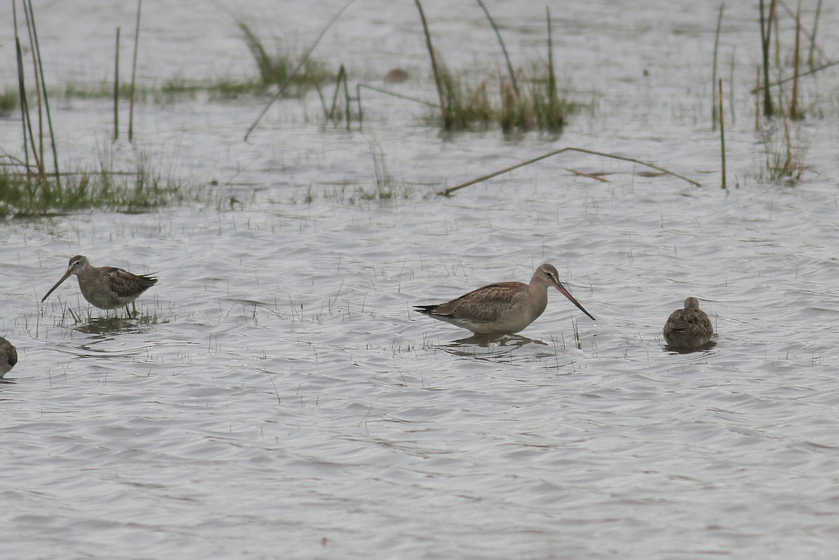 Hudsonian Godwit - ML87674351