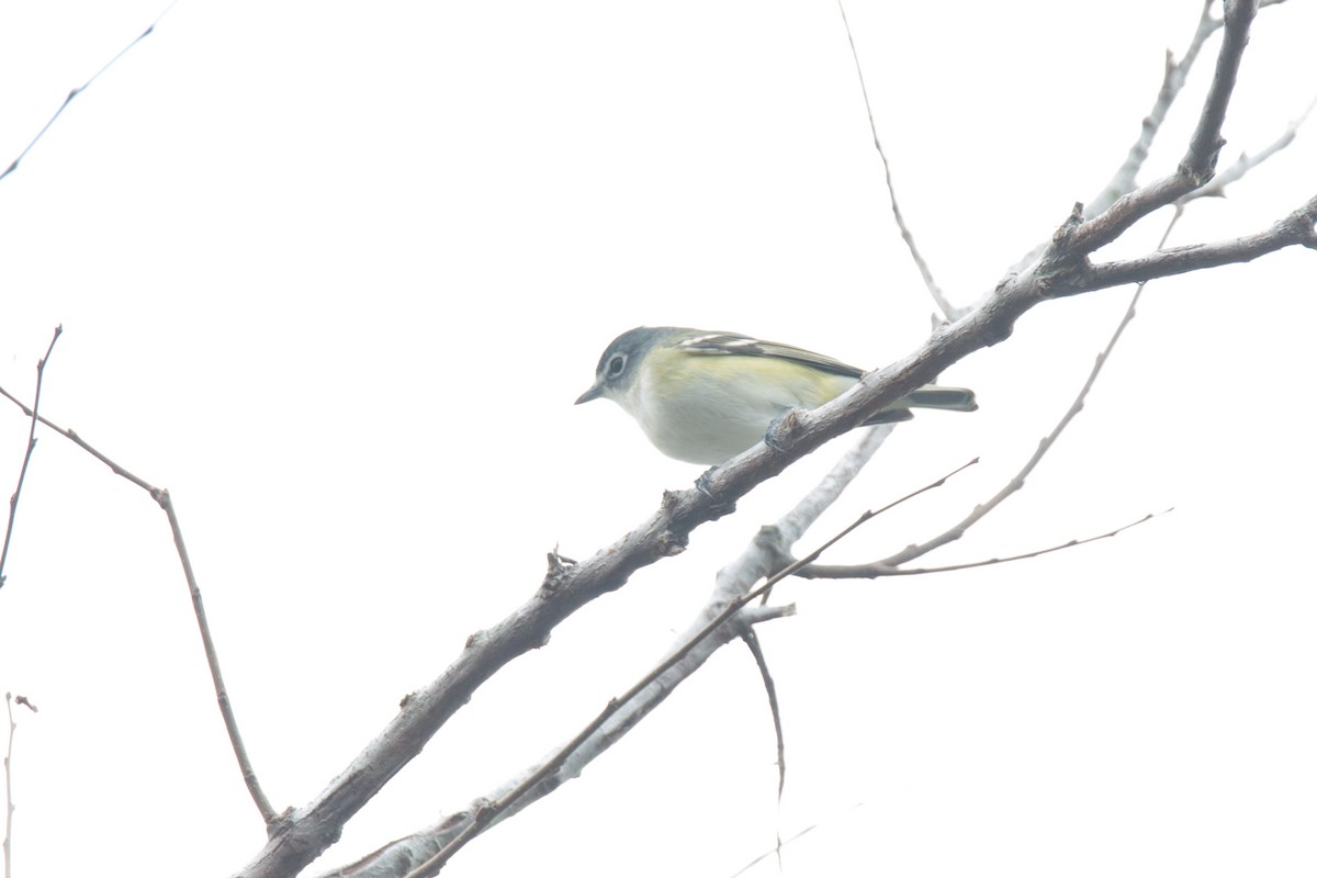 Blue-headed Vireo - Gabriel Rodriguez