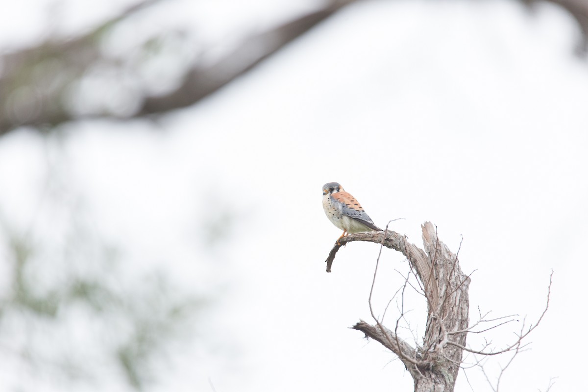 American Kestrel - ML87676311