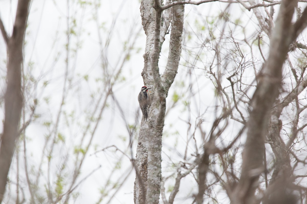 Yellow-bellied Sapsucker - Gabriel Rodriguez