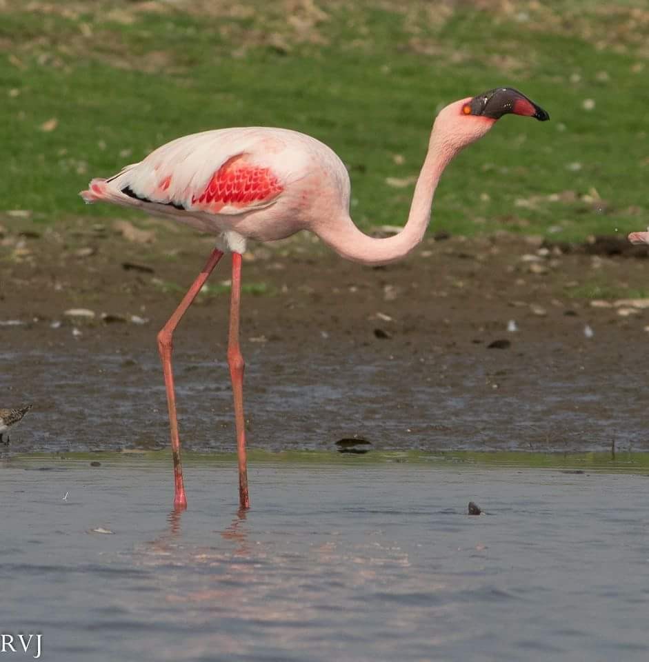 Lesser Flamingo - ML87677081