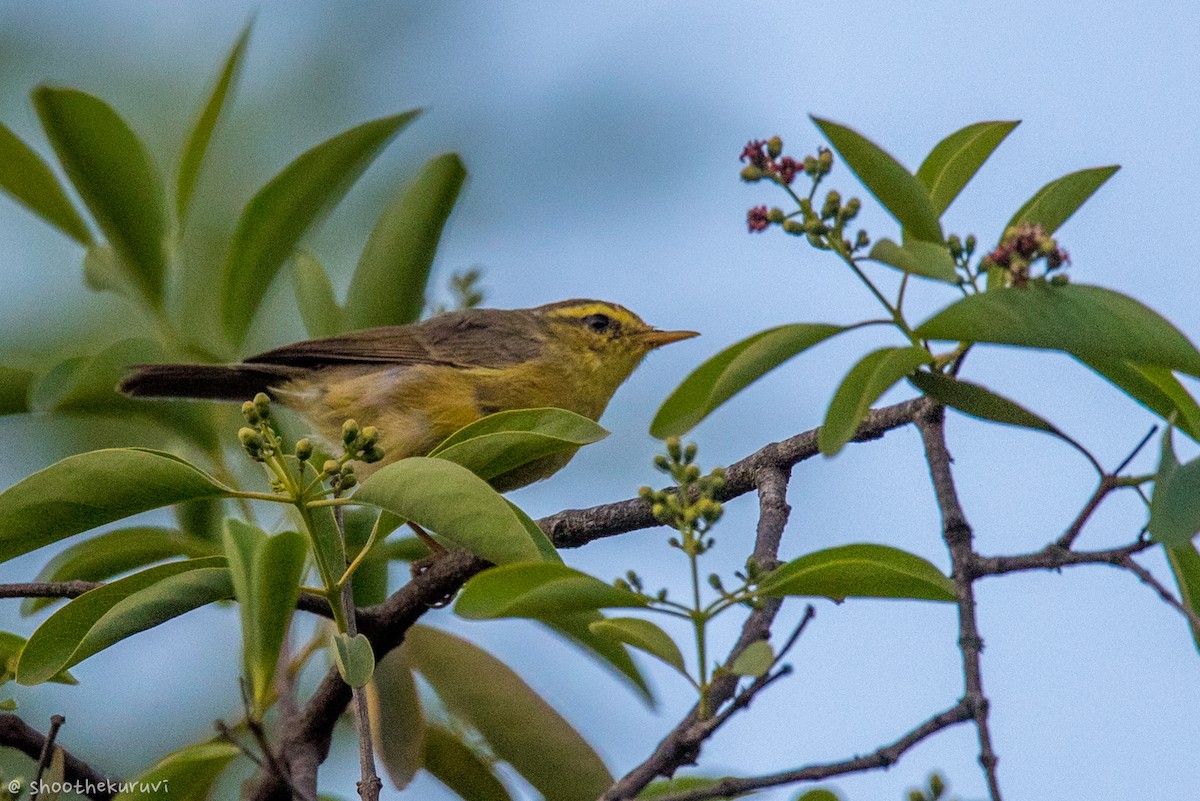 Himalajalaubsänger (affinis/perflavus) - ML87677811