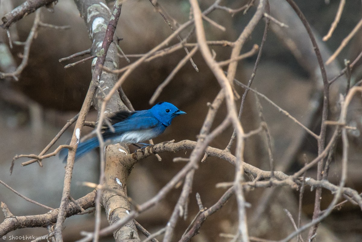 Black-naped Monarch - ML87677881