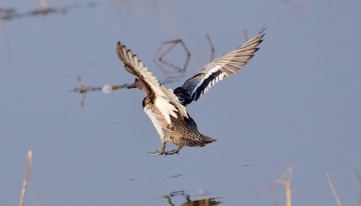 Garganey - ML87678591