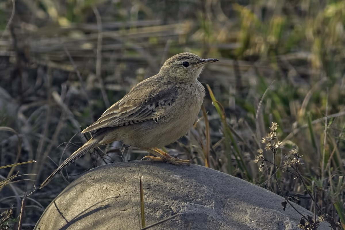 Long-billed Pipit - ML87678671