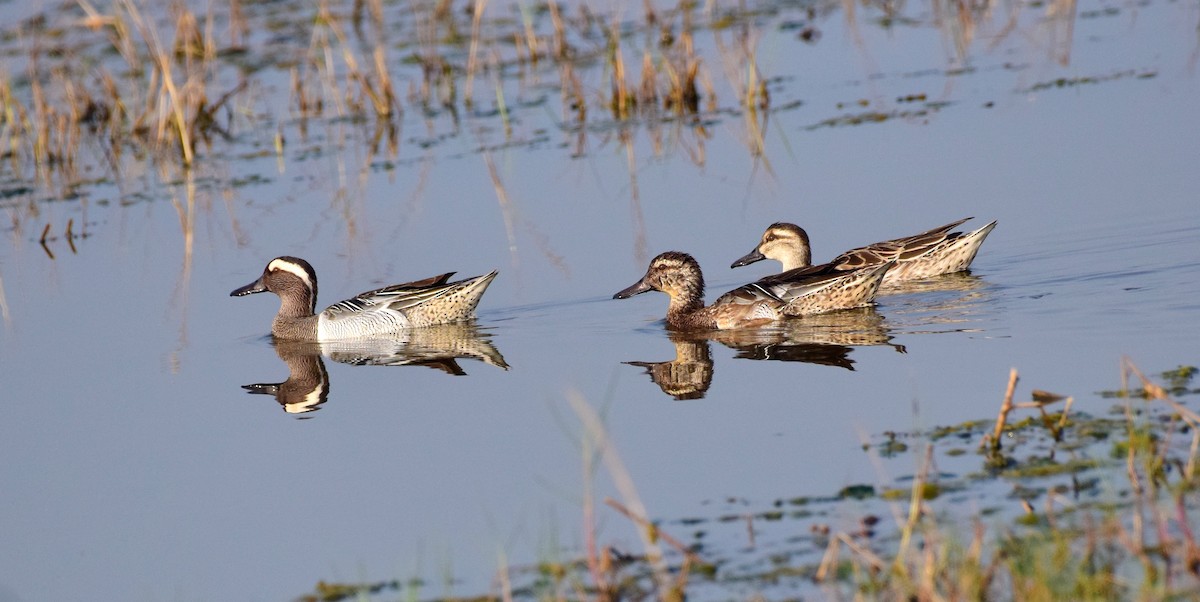 Garganey - ML87678681