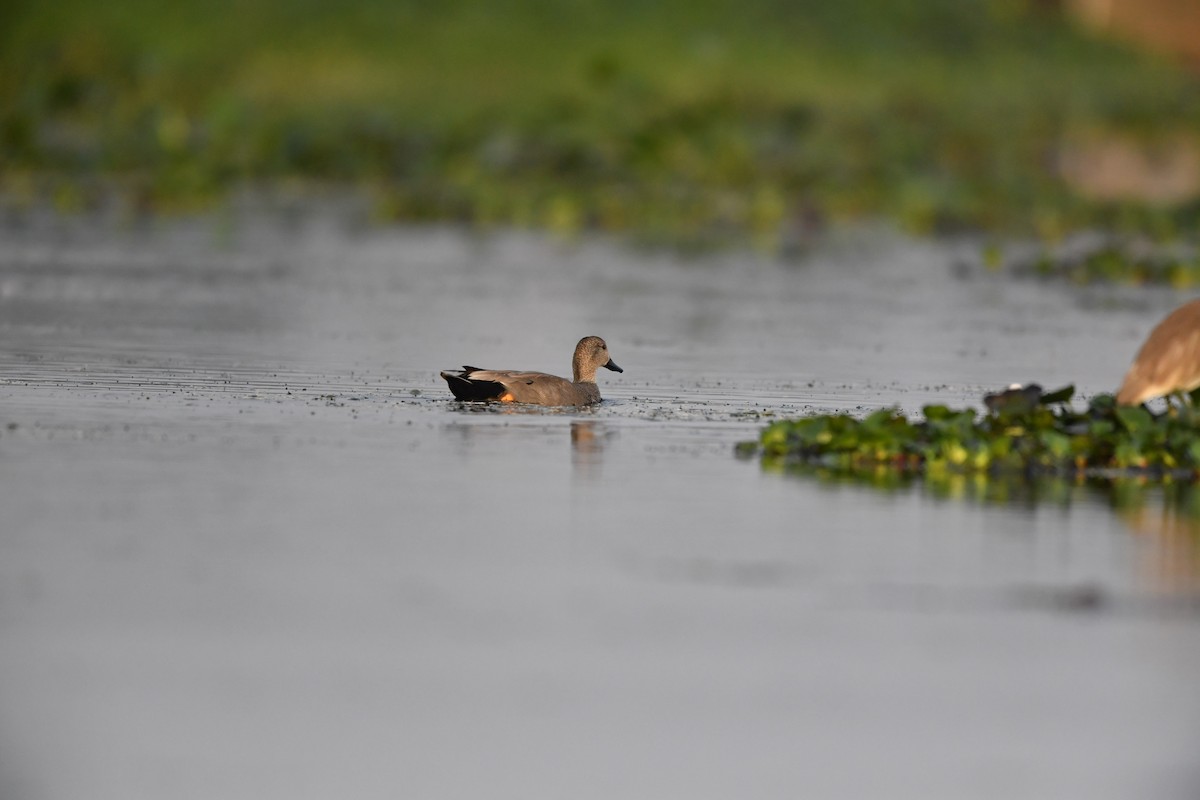 Gadwall - Vinoba Anand