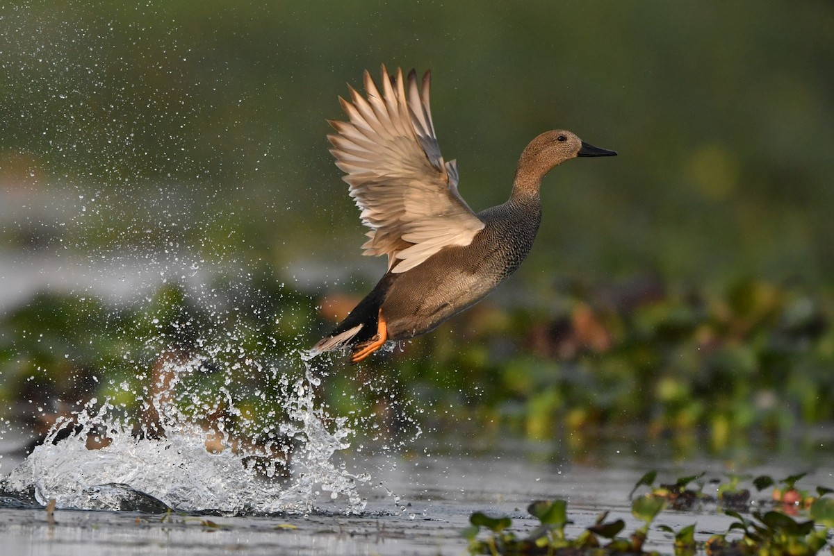 Gadwall - ML87680471