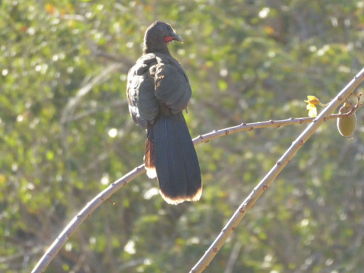 Plain Chachalaca - martha pfeiffer