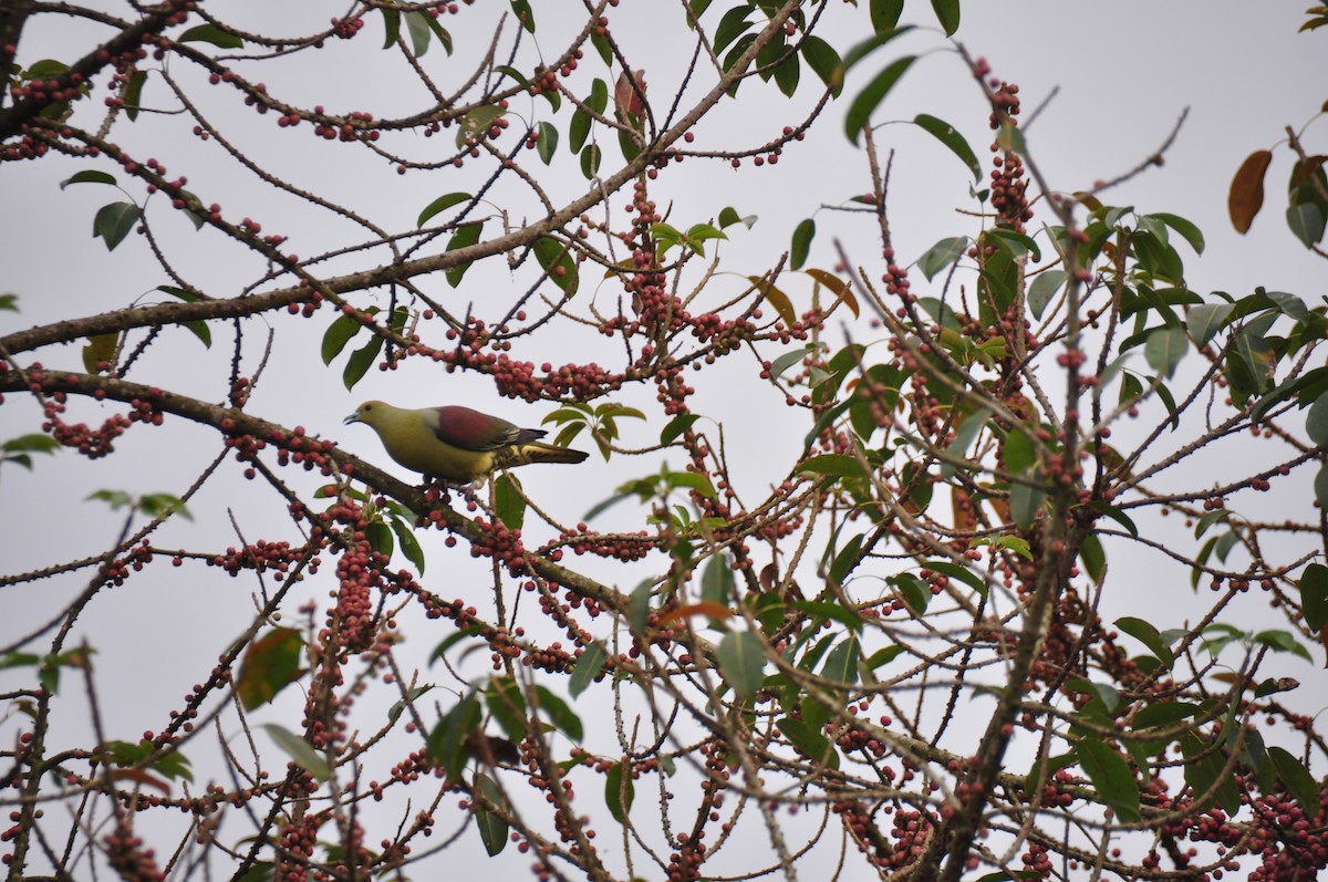 Whistling Green-Pigeon (Taiwan) - Anonymous